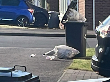 unemptied bins in Stone Cross near Eastbourne